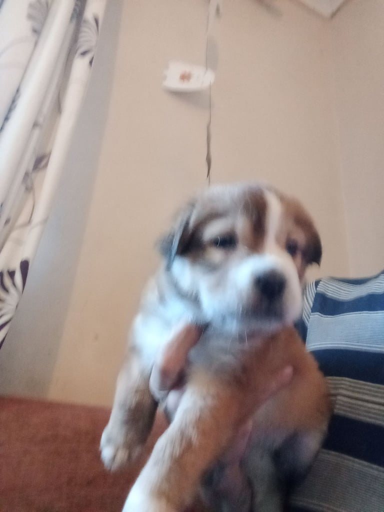 American bull x shar pei puppies 