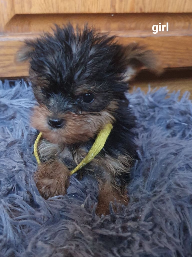 Yorkshire terrier puppies 