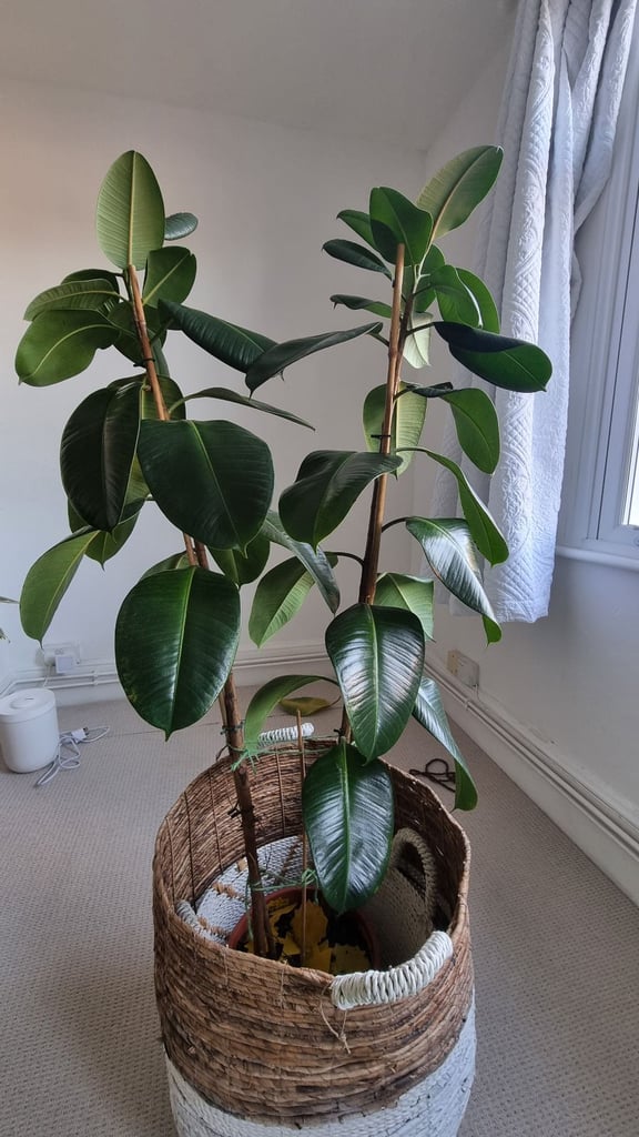 image for Rubber plant 1.9 metres high with baskets 