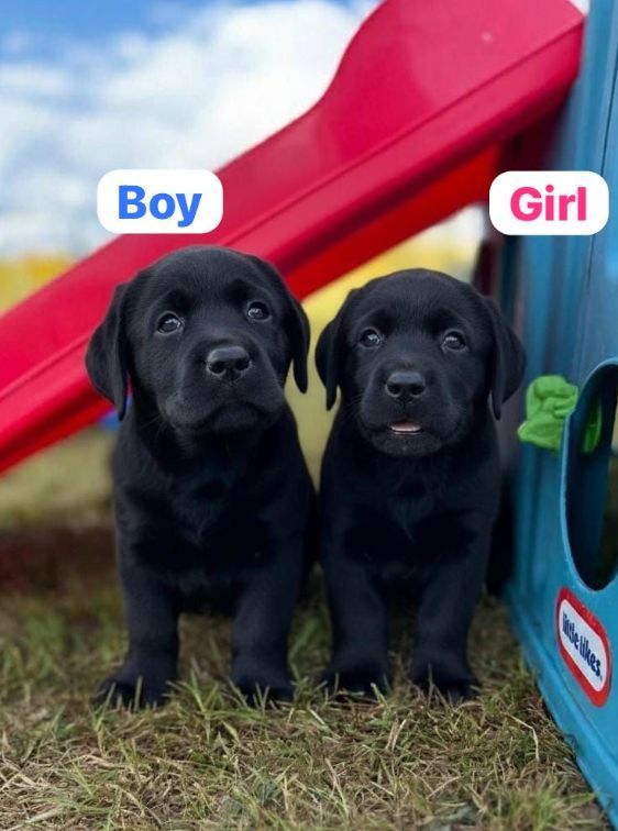 Labrador Retriever Puppies Available Now