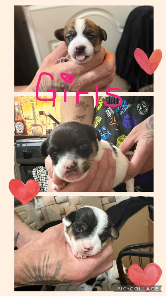 Stunning Jack Russell terriers 