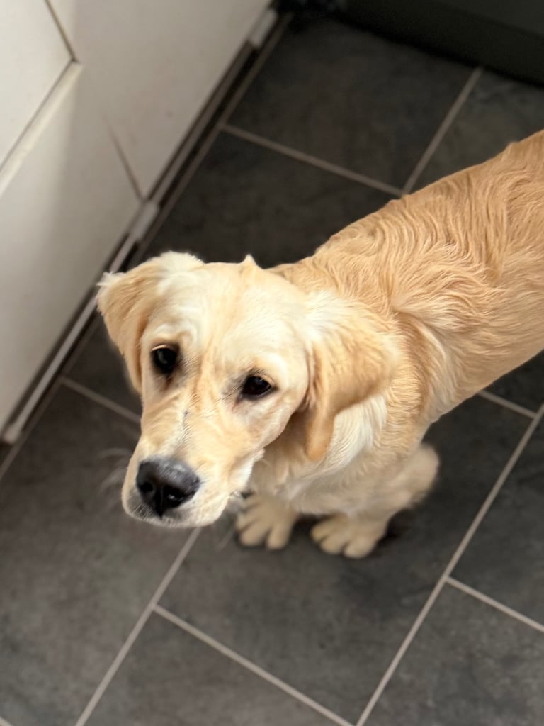 Male golden retriever 7 months old so playful 