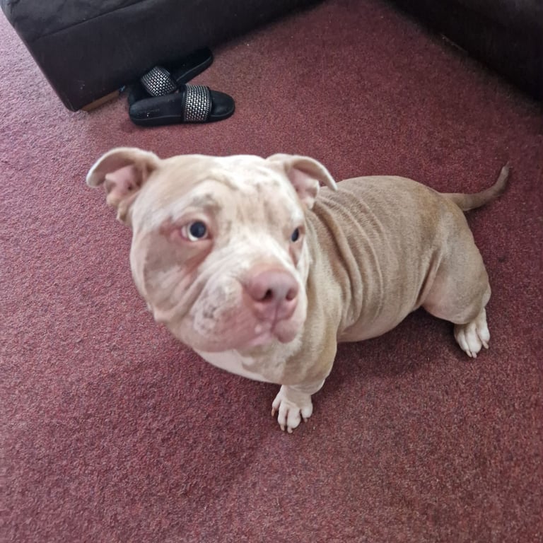 Pocket Bully