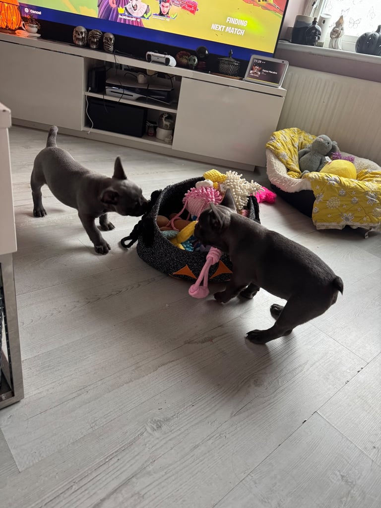 French bulldog puppy