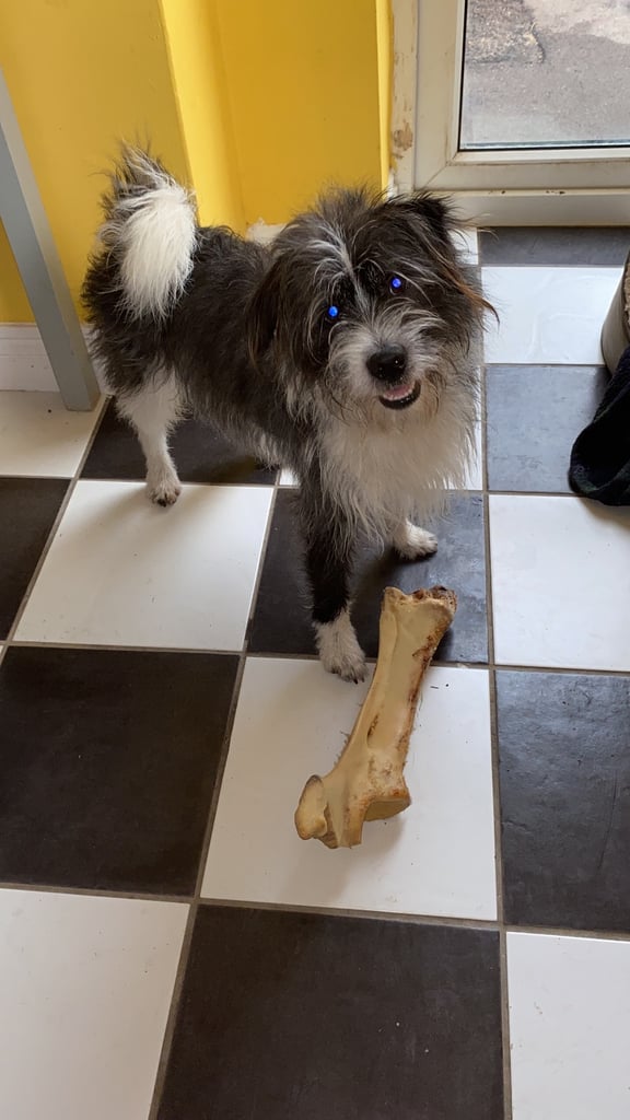 Rehoming only to a good home