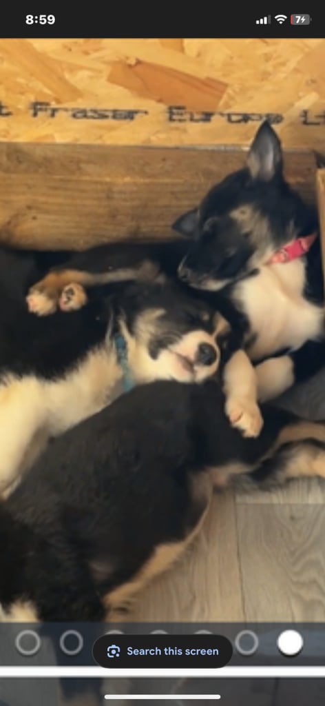 Gorgeous female Border Collie NOW REDUCED !!!!!!!!!!!!!!!!!