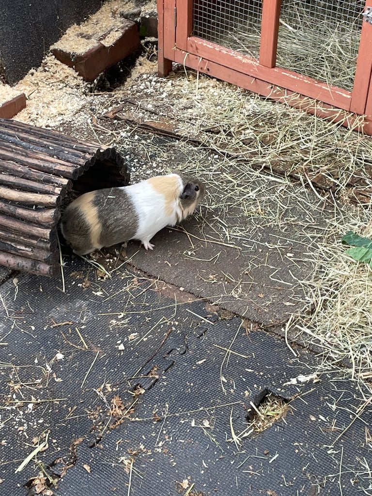 2 male guinea pigs 