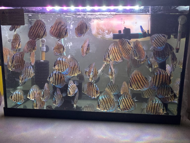 discus fish for sale