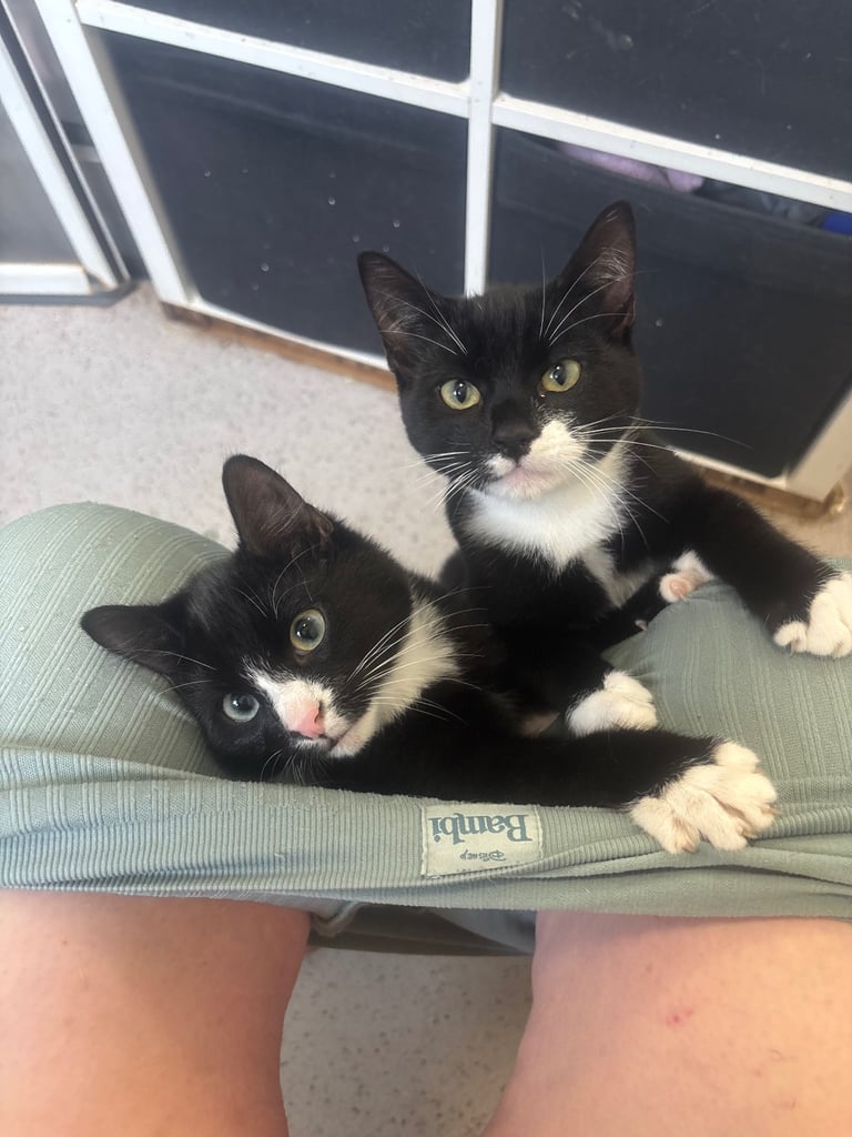 2 adorable black and white kittens 