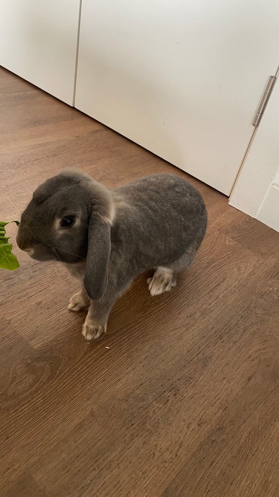 URGENT! Sweet Mini Lop Bunny Looking for a Loving Home 