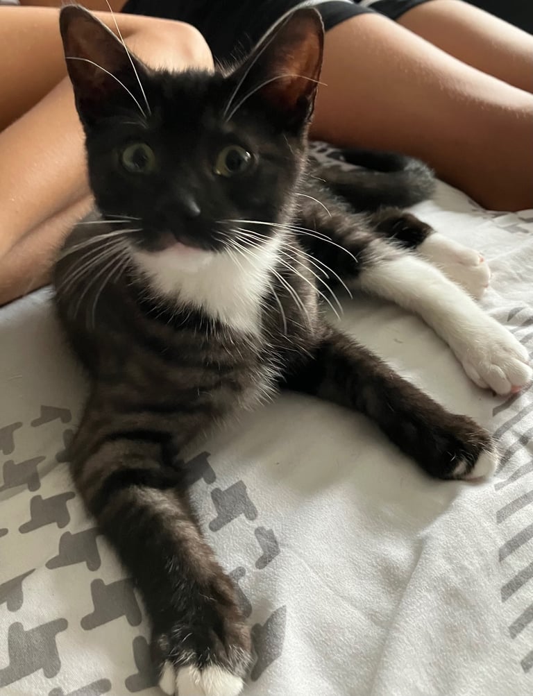 Beautiful black tabby male