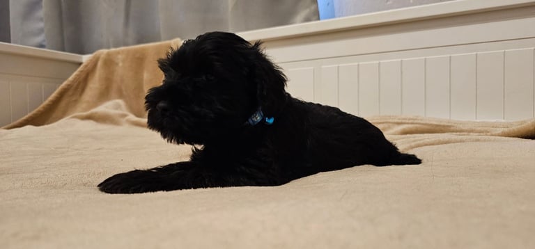 Miniature Schnauzer Puppies - 7 Adorable Girsl waiting for a loving forever homes. 