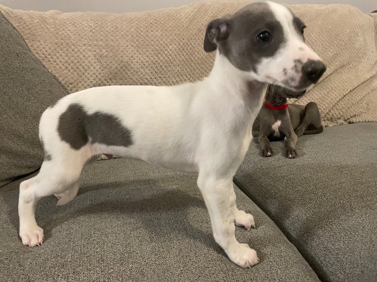 ⭐️⭐️ gorgeous whippet puppies⭐️⭐️