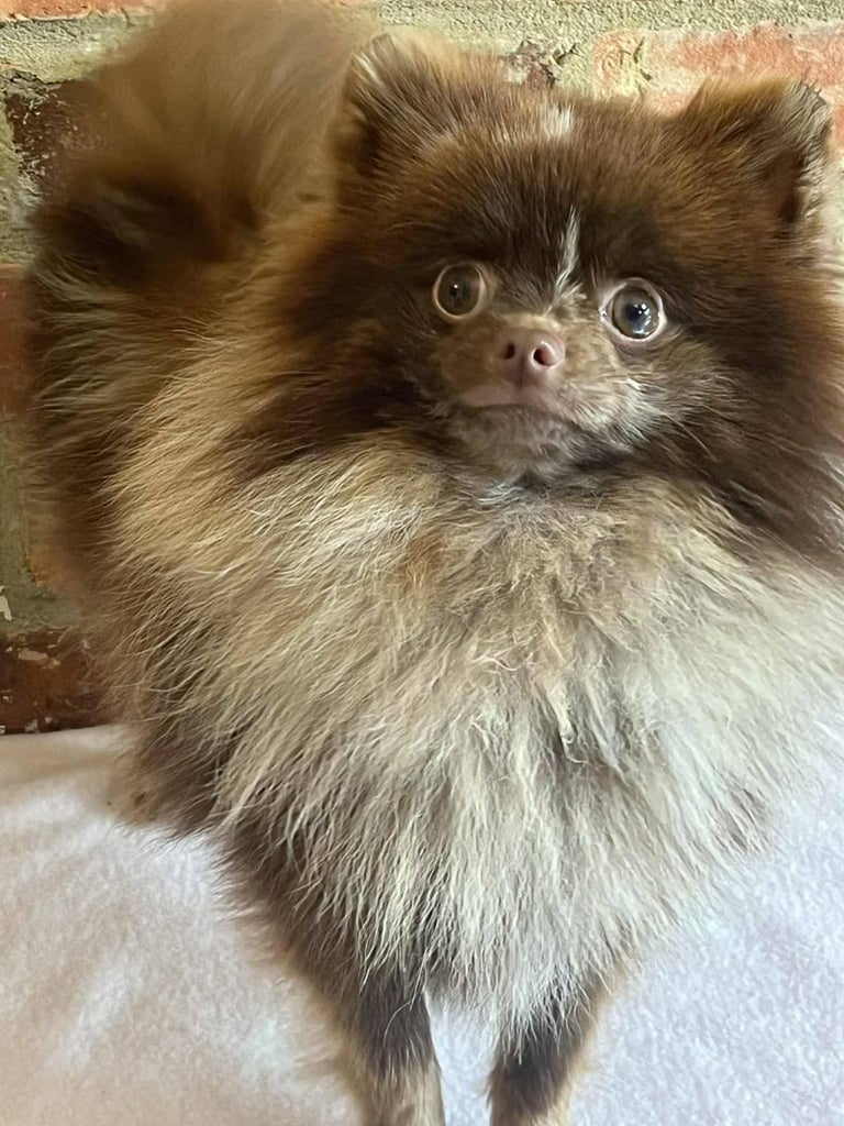 Pomeranian puppies 