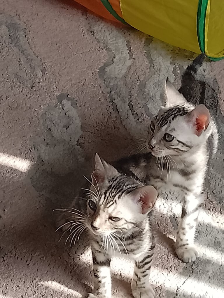 Silver bengals 