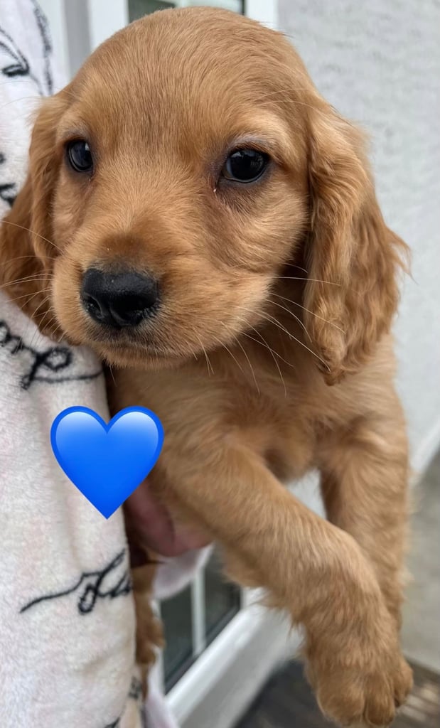 Cocker spaniel pups
