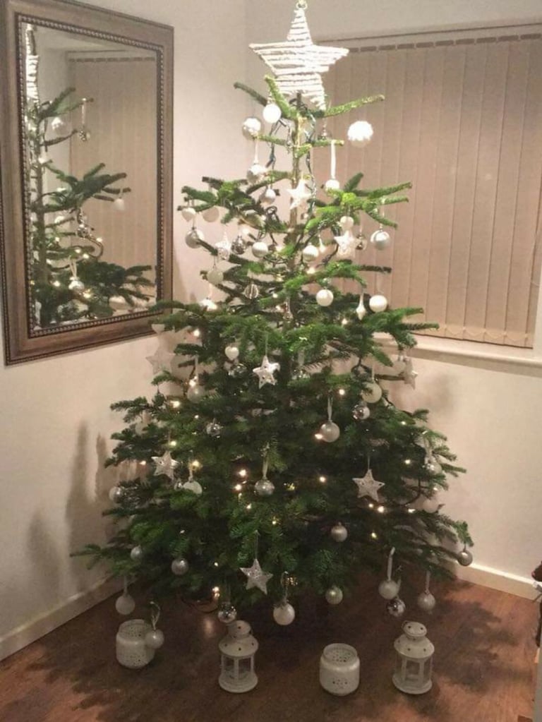 Real Tree Nordmann Blue Non Drop Christmas Trees & Log Stands