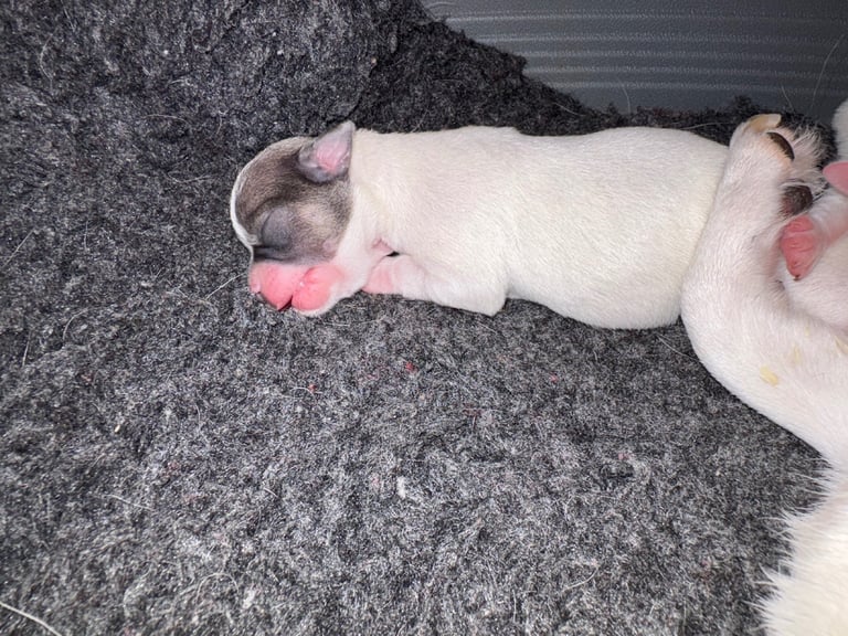 Chihuahua puppies for sale x 2 