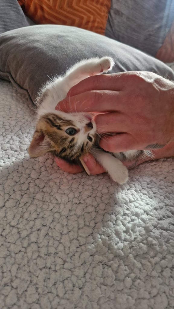 8 week old kittens 