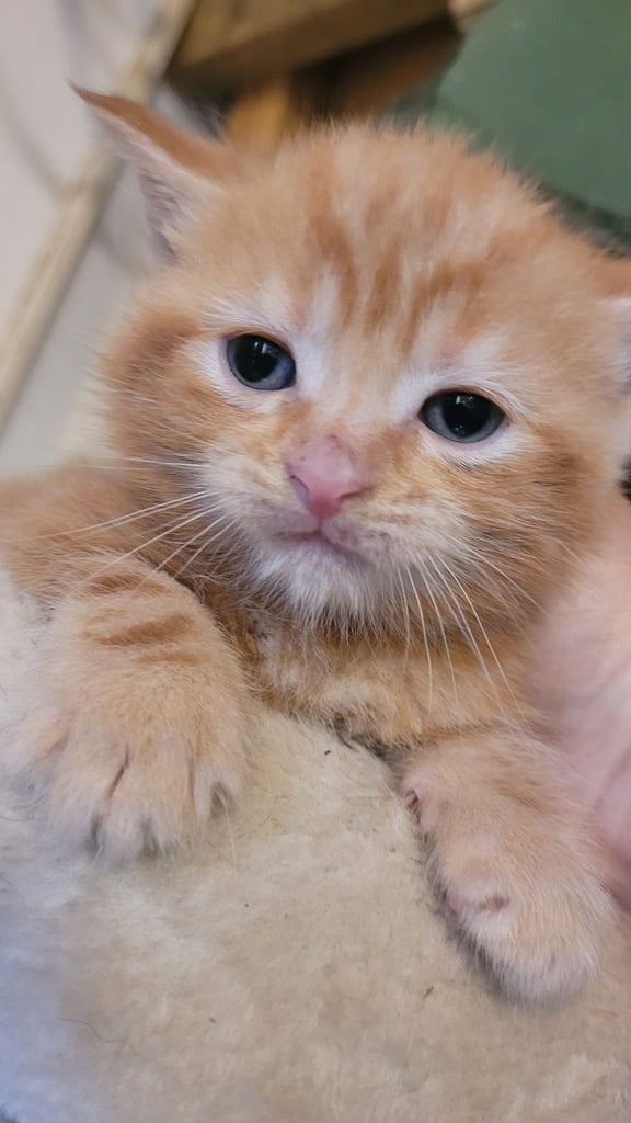 Beautiful kittens looking for their forever families 