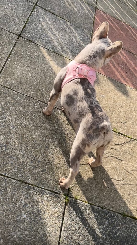 French bull dog 16 months 