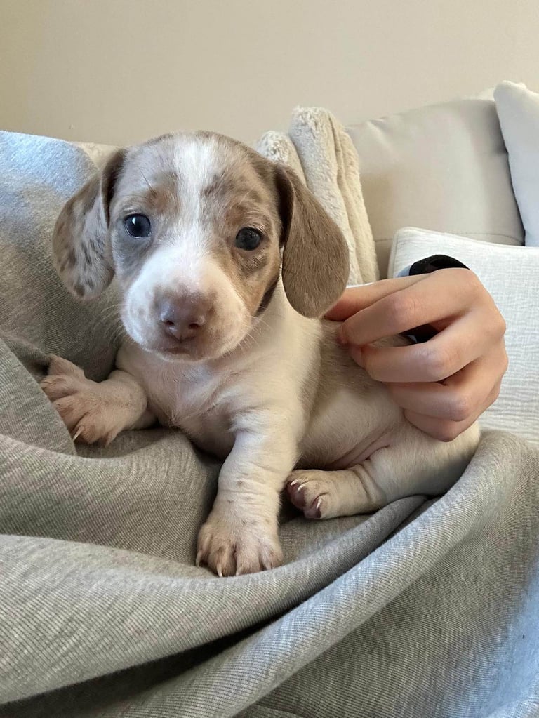 Miniature dachshund Isabella dapple pied