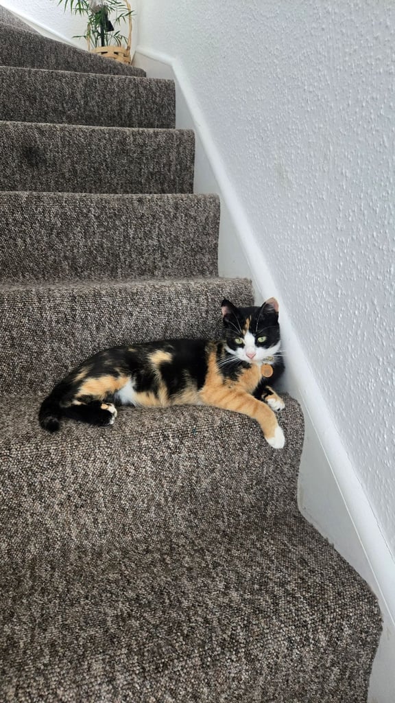 Calico Female Cat – 1 Year Old Responsible Rehoming