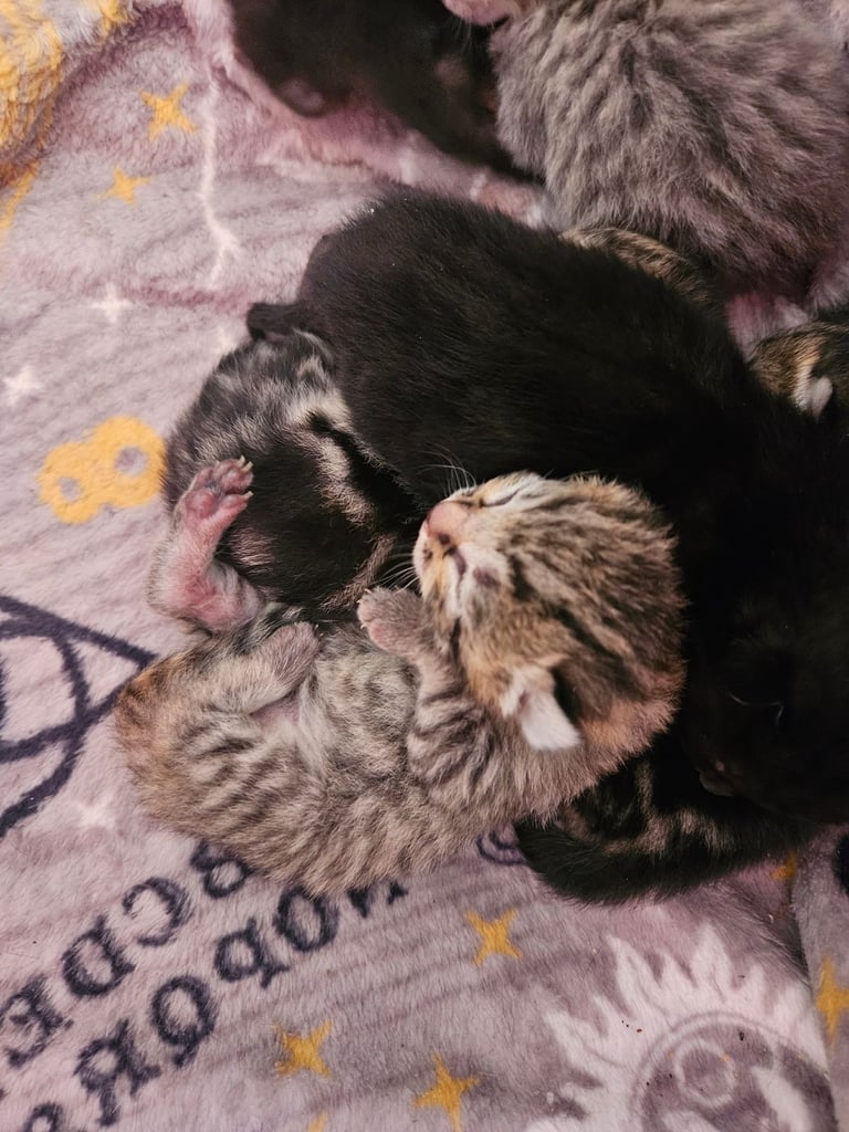 Kittens, ready early november