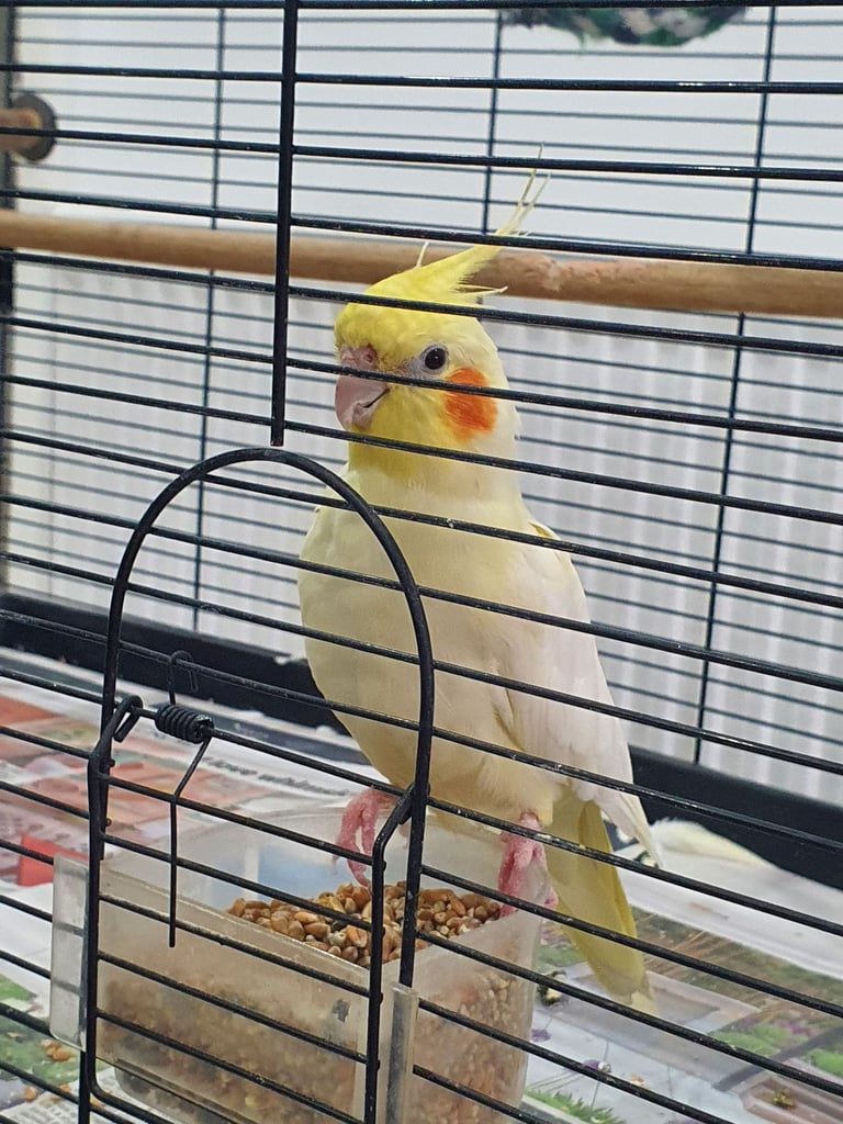 Female Cockatiel - Hand Tamed 