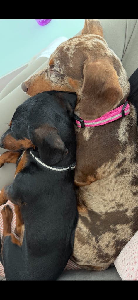 Miniature dachshund puppies 