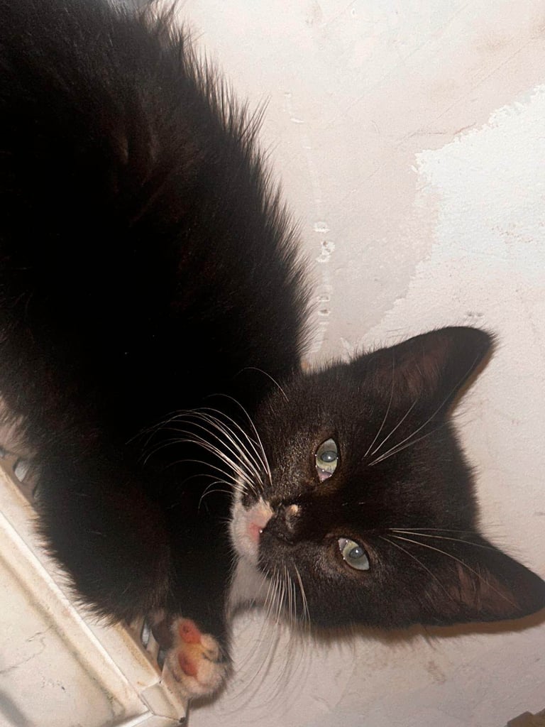 Kitten