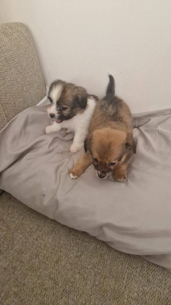 Chihuahua puppies