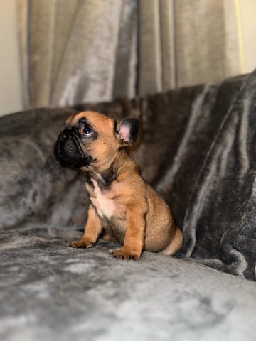 Kc registered french bulldog best sale