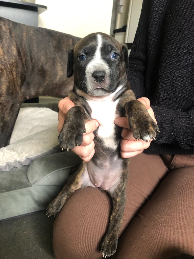 Staffordshire Bull Terrier x puppies for sale