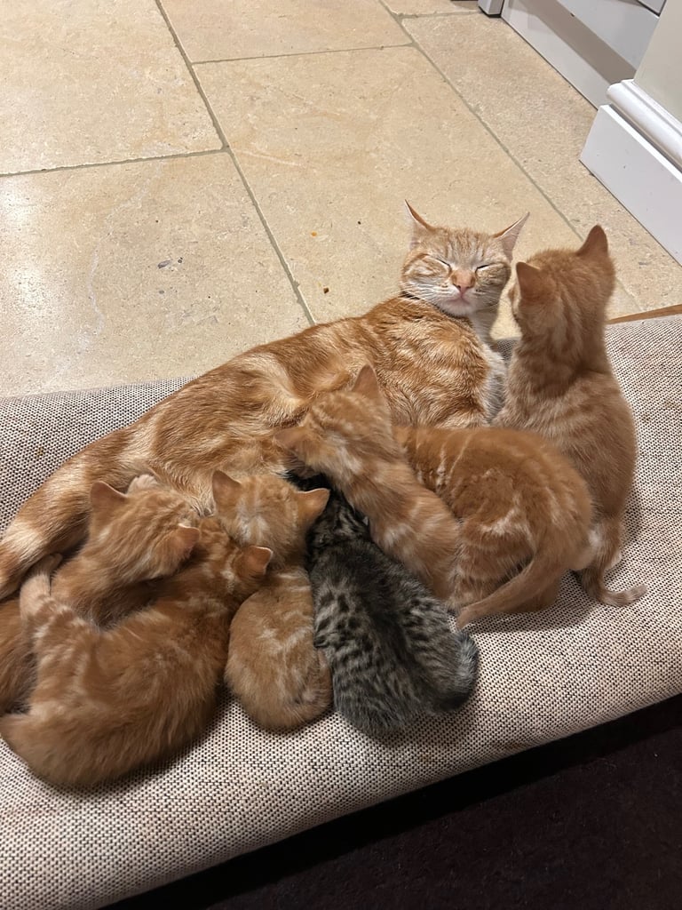 Gorgeous affectionate fluffy kittens 