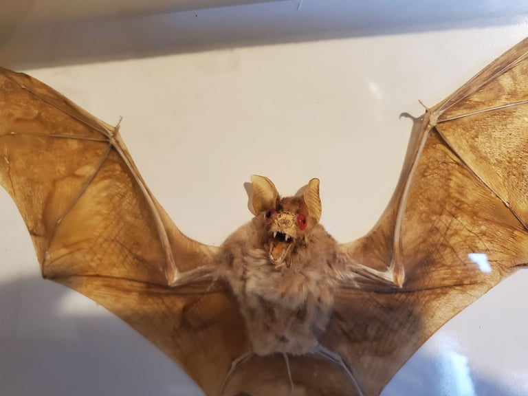 Bat taxidermy 