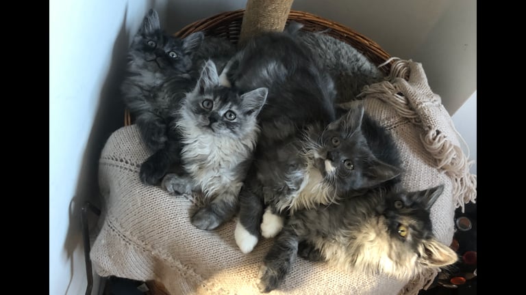 Norweigan Forest Kittens