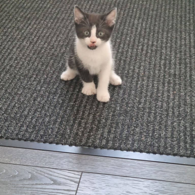 Kitten male 