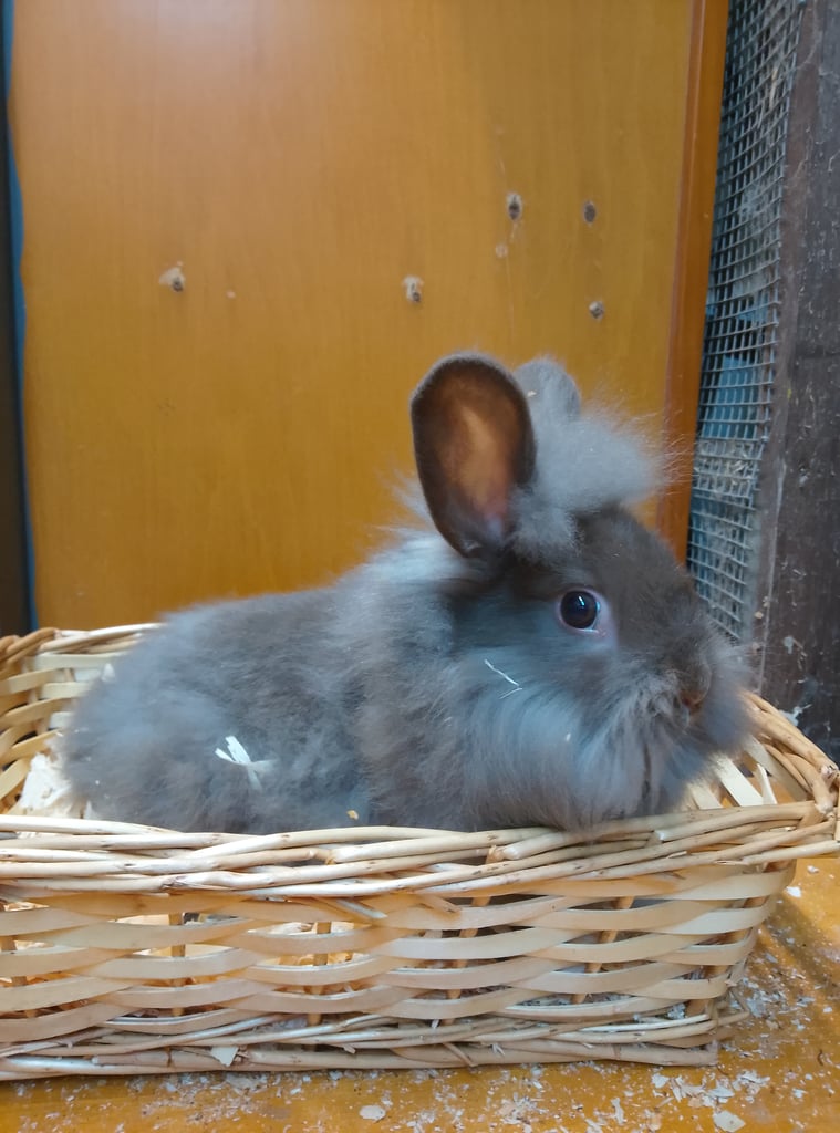 Lionhead Rabbits