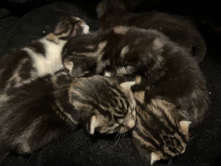 5x kittens for sale 