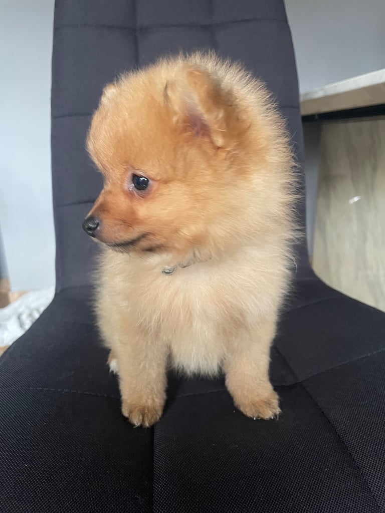 Beautiful Pomeranian puppies ready to go 