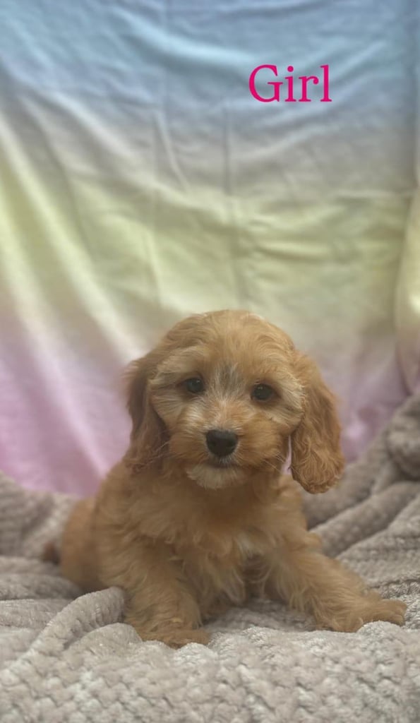 toy cockapoo