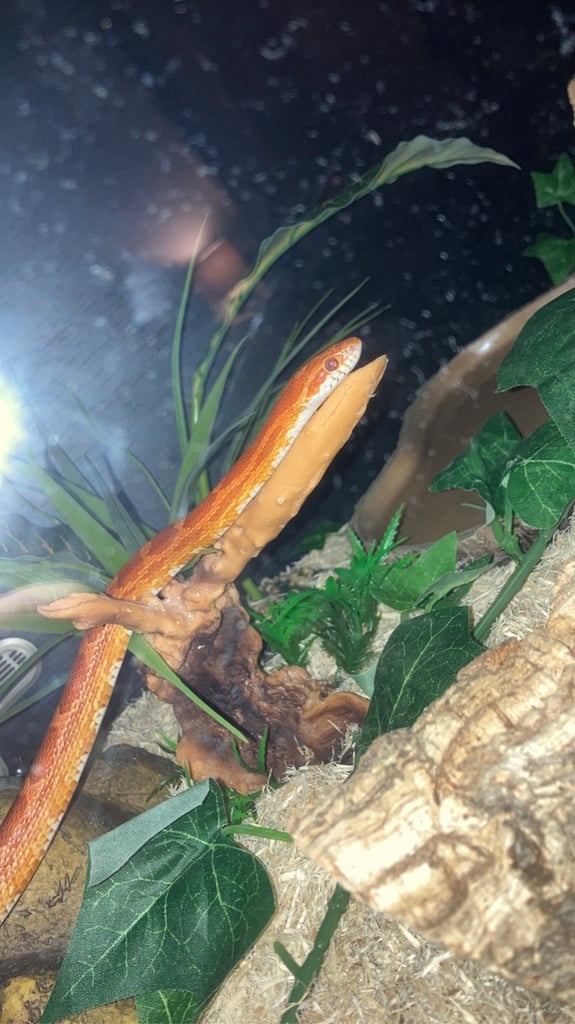 Corn Snake (5 yr old)