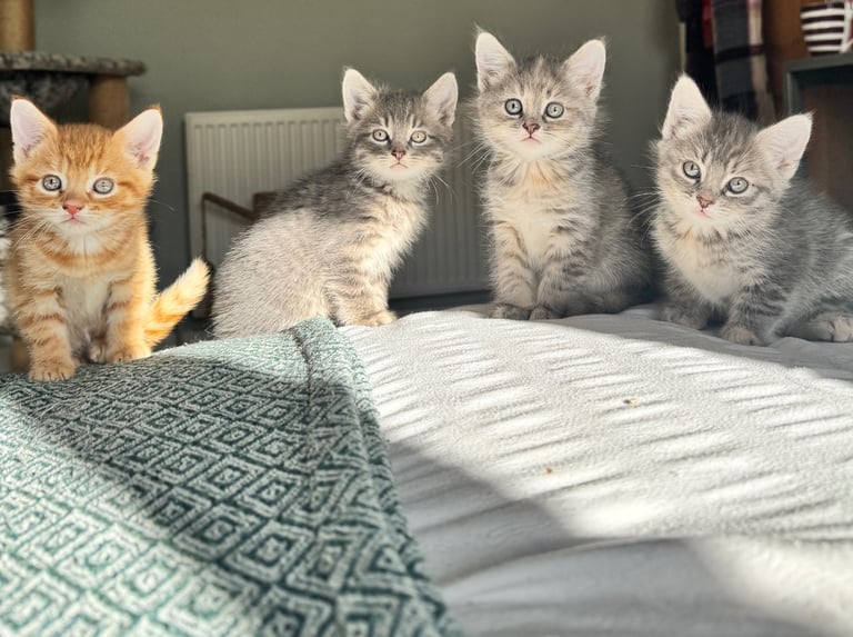 8 week old kittens ready for forever home! 