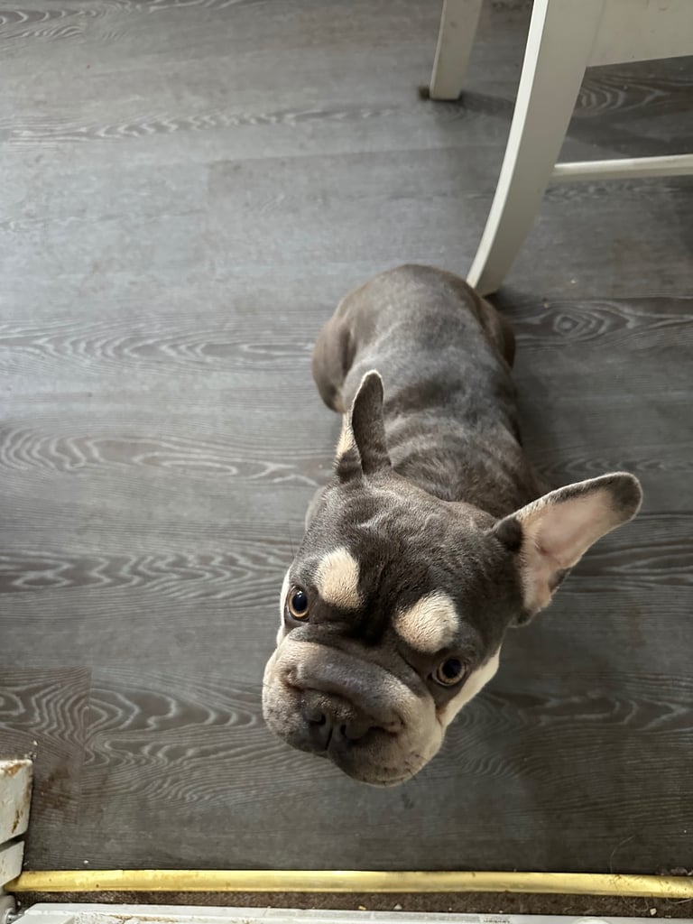 1 yr old frenchbull dog Luna 