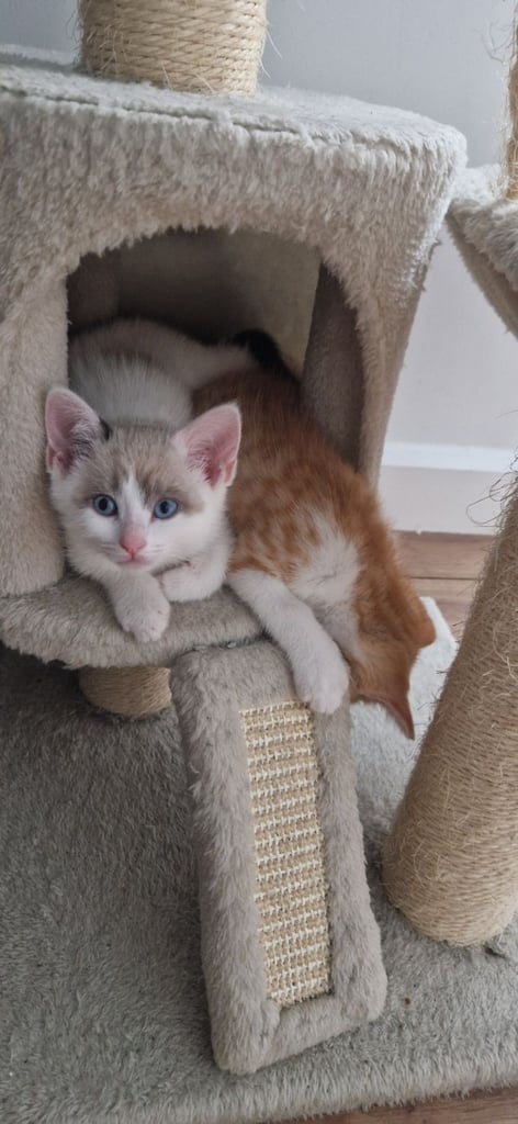 Kittens are ready for a new home 😍😍