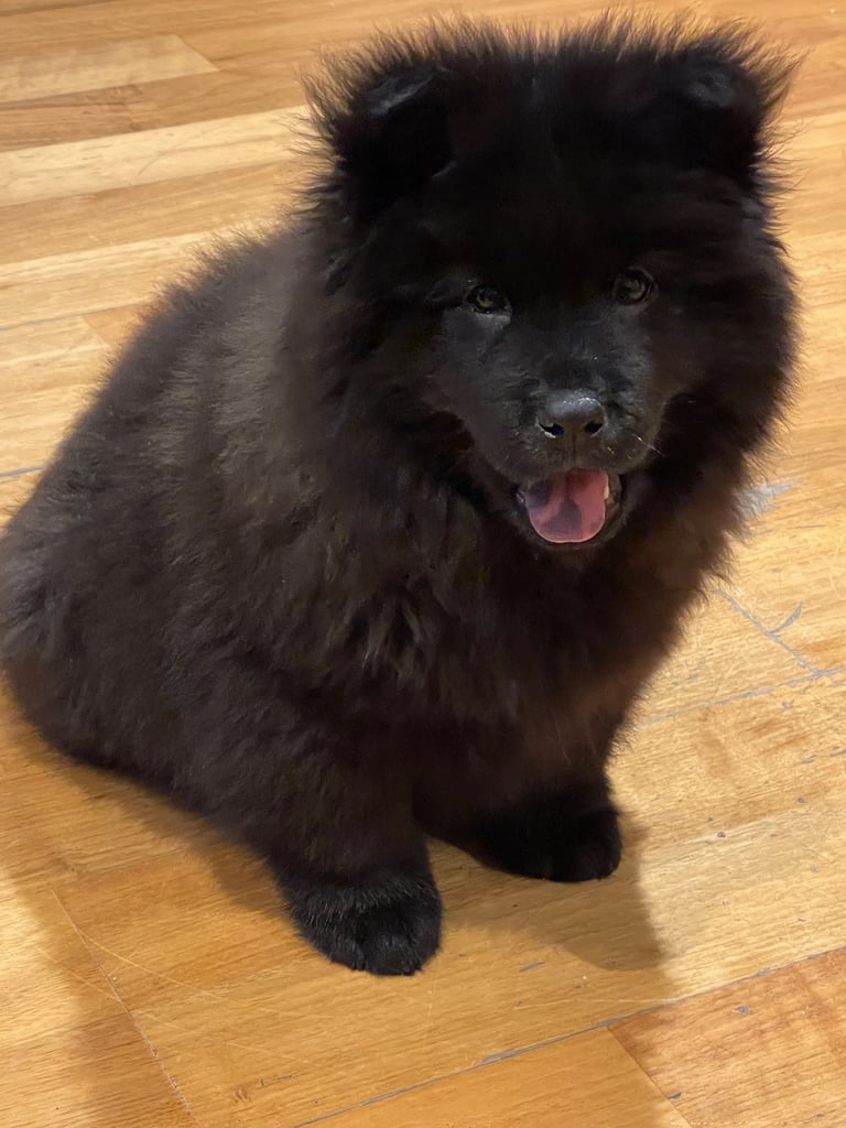 Chowsky 12 week old boy