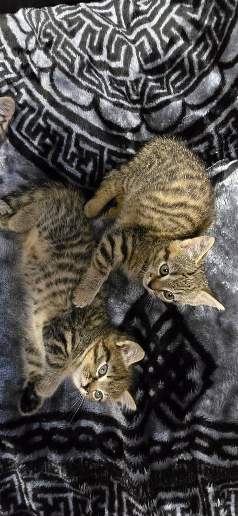 Kittens