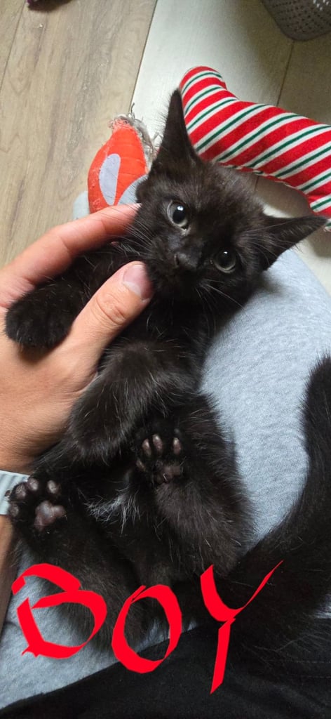 Beautiful fluffy kittens
