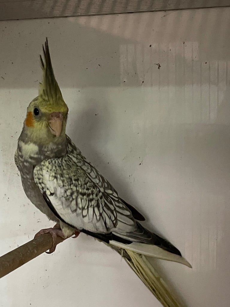 Pearl Cockatiel